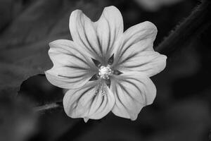 de mooi bloem in de tuin. zwart en wit foto