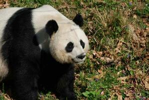 verbazingwekkend reusachtig panda beer zittend in een gras veld- foto