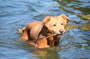 nat toller hond ophalen een stok in de water foto