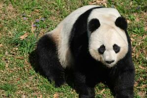 schattig reusachtig panda beer plakken uit zijn tong foto