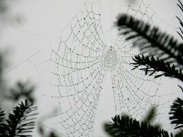 spinnen web in pijnboom bosje foto