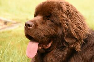 rasecht Newfoundland hond in de zomer zon foto