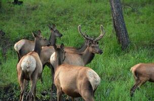 elanden buck met gewei omringd door vrouwtjes foto