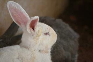 kostbaar wit konijn met roze in zijn oren foto