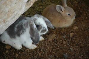 kostbaar paar- van baby konijnen onder een rots foto