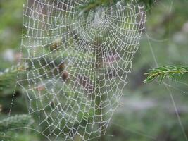 regen druppels gevangen in een spin web foto