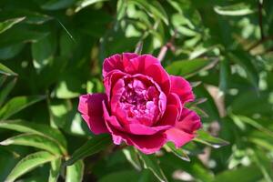 mooi donker roze pioen bloem bloesem in een tuin foto