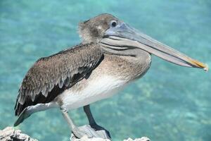 pelikaan vol lichaam schot poseren Aan rotsen foto