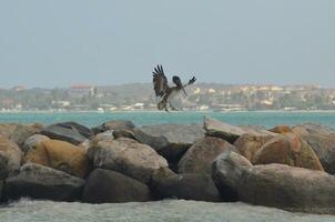 mooi pelikaan landen Aan een groot rots in aruba foto