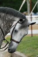 verzameld grijs appaloosa paard Bij een paard tonen foto