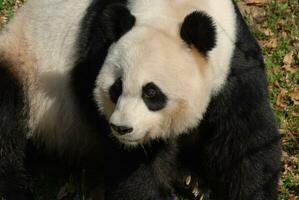 perfect vastleggen van een schattig reusachtig panda beer foto