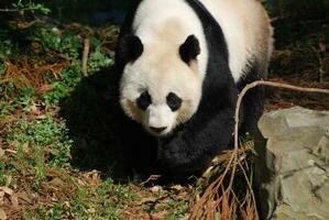 werkelijk zoet reusachtig panda beer waggelen in de omgeving van foto