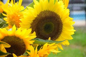 bloeiend boeket van zonnebloemen in een tuin foto