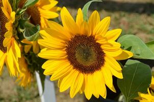 bloeiende zonnebloemen Aan een warm zonnig zomer dag foto