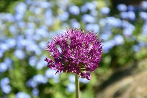 omhoog dichtbij kijken Bij een bloeiend Purper allium bloem foto