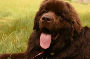 heel zoet geconfronteerd groot ras Newfoundland hond foto