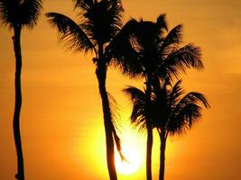 oranje gloeiend zonsondergang met palm bomen aftekenen foto