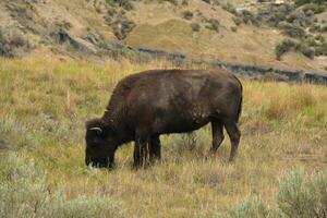 Amerikaans buffel begrazing in een mooi Ravijn foto