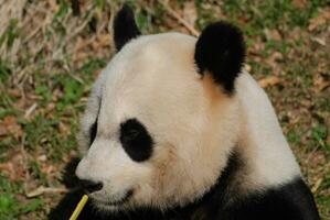 verbazingwekkend kijken Bij de profiel van een reusachtig panda foto