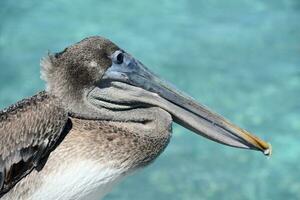 lang Bill Aan een fantastisch pelikaan in aruba foto