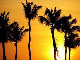 verbijsterend aftekenen palm bomen Bij zonsondergang langs de water foto