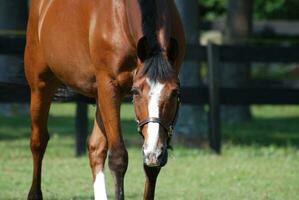 op zoek in de gezicht van een zoet paard foto