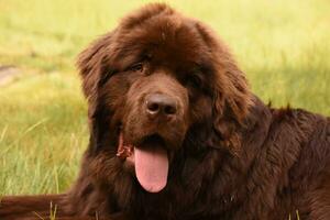 aanbiddelijk bruin Newfoundland hond Aan een zomer dag foto