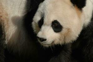 heel pluizig harig gezicht van een reusachtig panda foto
