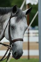 op zoek in de gezicht van een grijs appaloosa paard foto