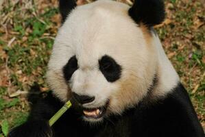 reusachtig panda beer kauwend Aan groen bamboe schiet foto