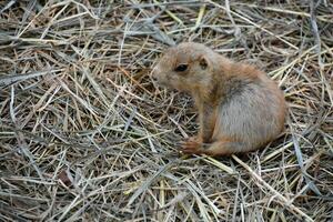 baby grond eekhoorn zittend omhoog Aan heupen foto