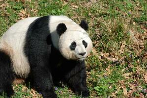 zoet Chinese panda beer zittend naar beneden in gras foto