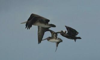 trio van bruin pelikanen in vlucht vorming foto