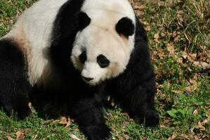 aanbiddelijk zwart en wit reusachtig panda beer zittend foto