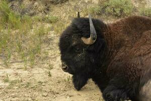 dichtbij omhoog van de hoofd van een resting buffel foto