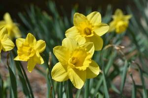 mooi gele narcis bloeiend en bloeiend in een tuin foto