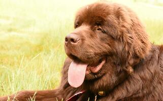 heet bruin Newfoundland hond met zijn tong uit foto