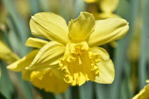 prachtig bloeiend geel gele narcis bloem bloeiend in voorjaar foto