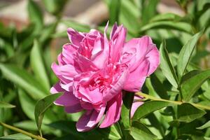 lief roze pioen bloem bloesem in een tuin foto