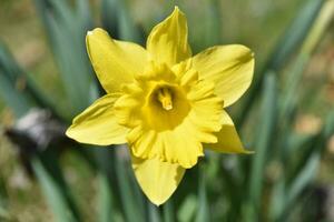 eenzaam bloeiend geel gele narcis bloesem in een tuin foto