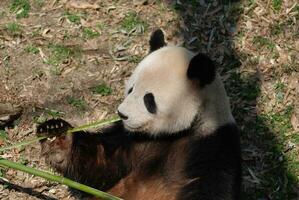 schattig panda beer aan het eten een groen schieten van bamboe foto