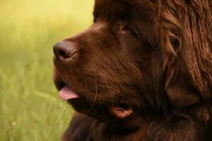 omhoog dichtbij met een bruin Newfoundland hond met zijn tong pieken uit foto