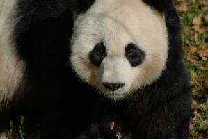 verbazingwekkend pluizig vacht van een reusachtig panda beer foto