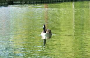 schattig water vogel Bij lokaal openbaar park's meer van bedford stad van Engeland Super goed Brittannië, uk. beeld was gevangen genomen Aan april 22e, 2023 foto