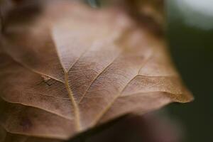 bruin herfst bladeren Aan een groen achtergrond detailopname foto