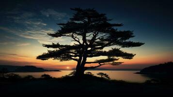 silhouet van een pijnboom boom foto