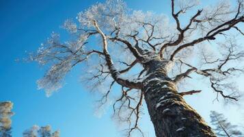 laag hoek schot van bladerloos eik boom tegen blauw lucht vroeg Fins voorjaar natuur behoud. silhouet concept foto