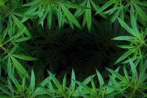 marihuanablad illustraties op cannabis donkere achtergrond, mooie achtergrond, bovenhoek foto