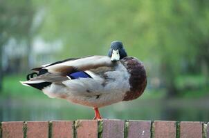 schattig water vogel Bij lokaal openbaar park's meer van bedford stad van Engeland Super goed Brittannië, uk. beeld was gevangen genomen Aan april 22e, 2023 foto