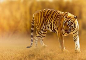 tijger, wandelen in het gouden licht is een zomer op jacht op wilde dieren in hete, droge gebieden en prachtige tijgerstructuren foto